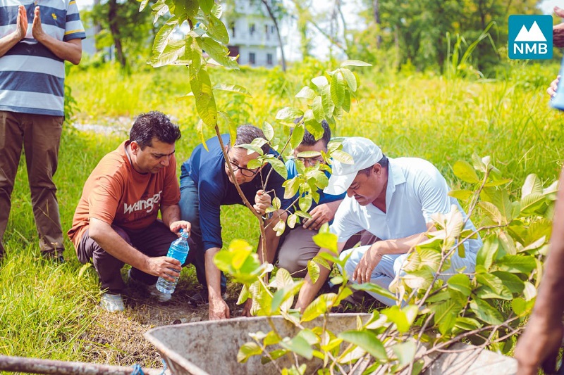 NMB Bank CSR Tree Plantation