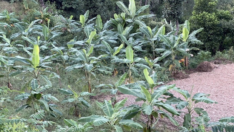 Ramechhap Couple 365 Banana Plant Strategy