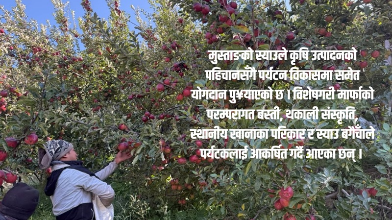 नुन र ऊनदेखि सुन फलाउने यात्रासम्म: मुस्ताङमा कसरी बदलियो स्याउ खेतीले जीवनस्तर?